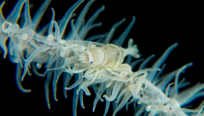 Anker's whip coral shrimp